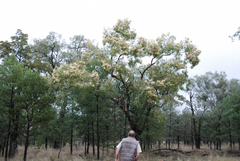 Corymbia clarksoniana