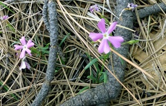 Phlox woodhousei