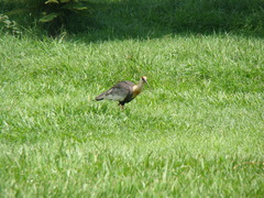 Theristicus caudatus