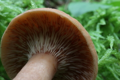 Lactarius oculatus