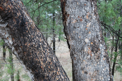 Corymbia clarksoniana