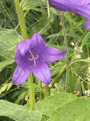 Campanula