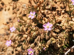 Spergula