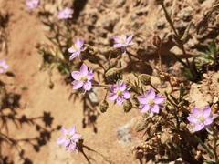 Spergula