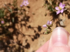 Spergula