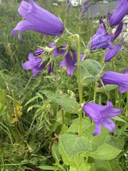 Campanula
