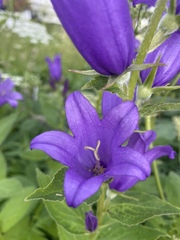 Campanula