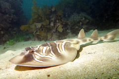 Banjo Shark photo 3