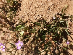 Spergula