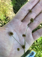 Cyperus lupulinus