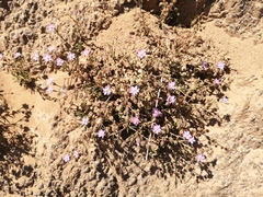 Spergula
