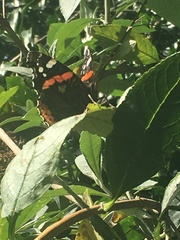 Vanessa atalanta