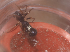 Cyclosa bulla