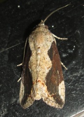 Hypocala rostrata