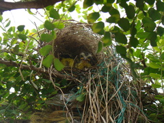 Myiozetetes cayanensis