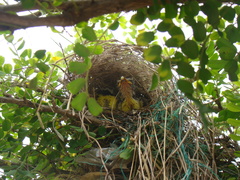 Myiozetetes cayanensis