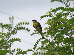 Myiozetetes cayanensis