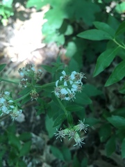Sericocarpus asteroides