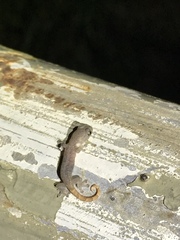 Hemiphyllodactylus hongkongensis