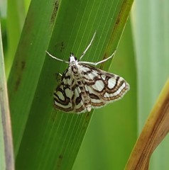 Nymphula nitidulata