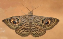Calliodes pretiosissima
