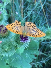 Argynnis paphia