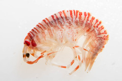 Eusirus cuspidatus