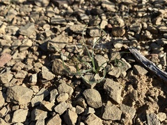 Syringodea longituba