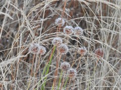 Armeria arenaria