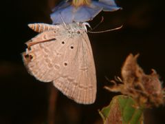 Euchrysops cnejus cnejus