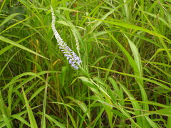 Veronica linariifolia