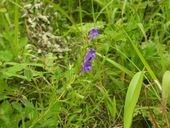 Scutellaria baicalensis
