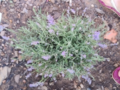 Lavandula