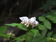 Phlomoides umbrosa