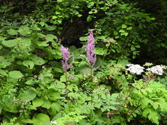Astilbe rubra