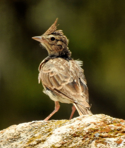 Representative image of Galerida theklae theklae