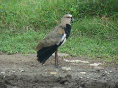 Vanellus chilensis