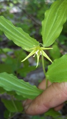 Prosartes lanuginosa