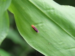 Ladoffa sannionis