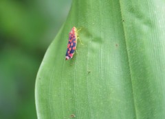 Ladoffa sannionis