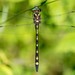 Arrowhead Spiketail - Photo (c) D Kaposi, some rights reserved (CC BY-NC-SA), uploaded by D Kaposi