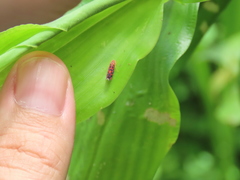 Ladoffa sannionis