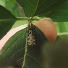 Meligramma triangulifera