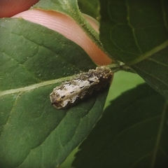 Meligramma triangulifera