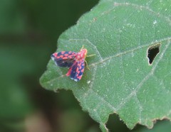 Ladoffa sannionis