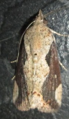 Hypocala rostrata