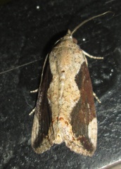 Hypocala rostrata