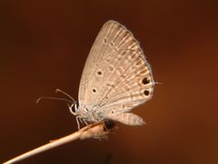 Euchrysops cnejus cnejus