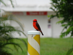 Pyrocephalus rubinus