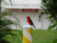 Pyrocephalus rubinus